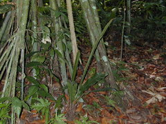 Image of Tectaria panamensis