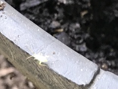 Insecta