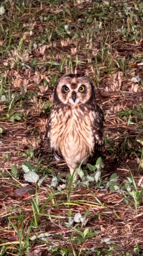 Asio flammeus observed 2026-10-30
