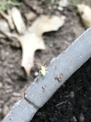 Insecta