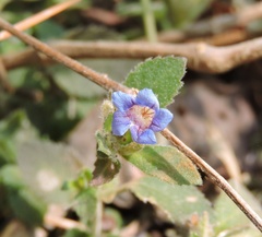 Strobilanthes pavala