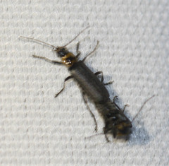 Cyrtomoptera divisa