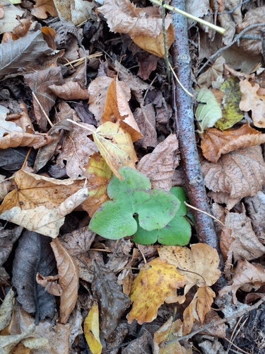 Hepaticae observed 2026-10-31