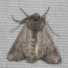 Lacinipolia patalis
