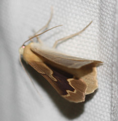 Sabulodes edwardsata