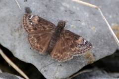 Erynnis lucilius