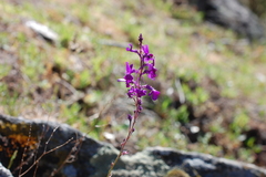 Linaria elegans