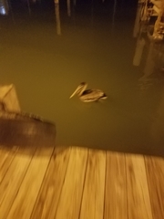 Pelecanus occidentalis