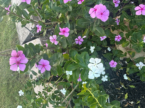 Catharanthus roseus observed 2026-10-31