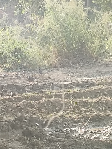 Acridotheres tristis observed 2026-10-31