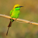 Asian Green Bee-Eater - Photo (c) Saurabh Agrawal, some rights reserved (CC BY-NC), uploaded by Saurabh Agrawal
