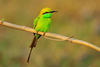 Asian Green Bee-Eater - Photo (c) Saurabh Agrawal, some rights reserved (CC BY-NC), uploaded by Saurabh Agrawal