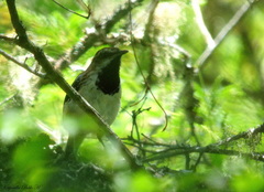 Myrmorchilus strigilatus