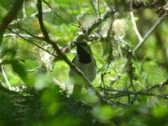 Myrmorchilus strigilatus