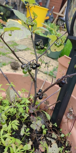 Solanum nigrum observed 2026-10-31