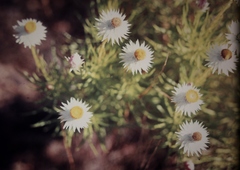 Coronidium glutinosum