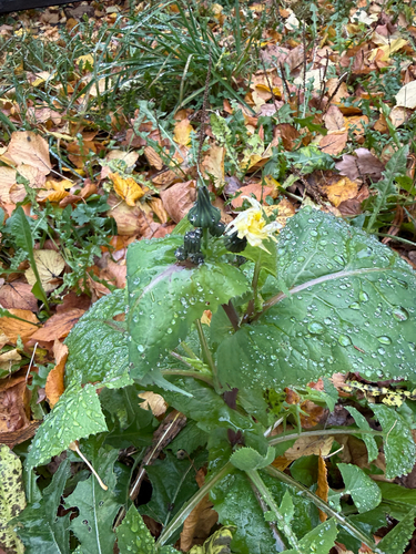 Sonchus oleraceus observed 2026-10-31