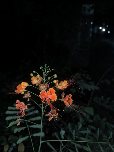 Caesalpinia observed 2026-10-30