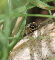 Habronattus pyrrithrix