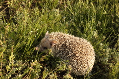Hemiechinus auritus