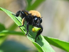 Laphria macquarti