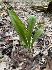 Veratrum parviflorum