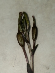 Triphora gentianoides