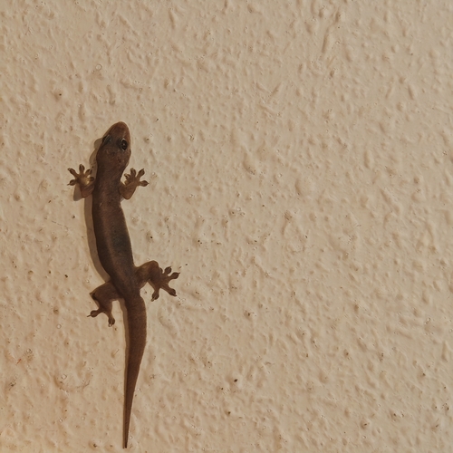 Gehyra mutilata observed 2026-10-30