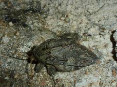 Peridea anceps