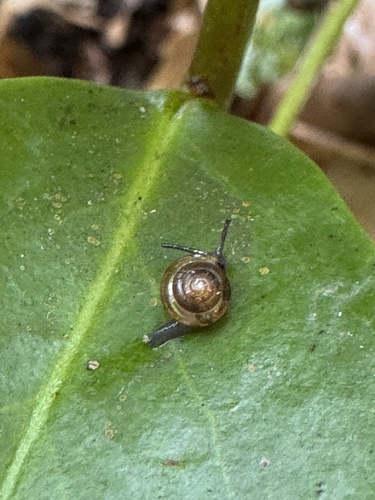 Ovachlamys fulgens observed 2026-10-31
