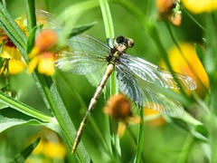 Dromogomphus spinosus