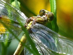Dromogomphus spinosus
