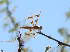 Perithemis intensa