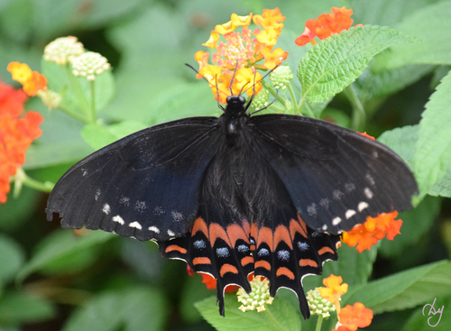 Magnificent Swallowtail
