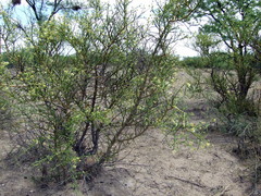Prosopidastrum angusticarpum