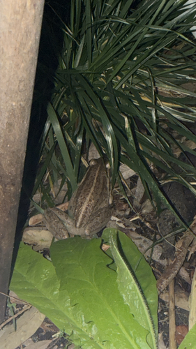 Litoria observed 2026-10-31