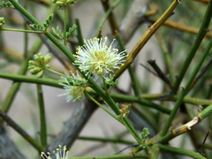Prosopidastrum angusticarpum