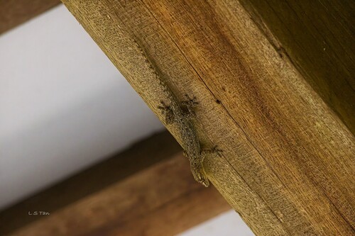 Hemidactylus frenatus observed 2026-10-31