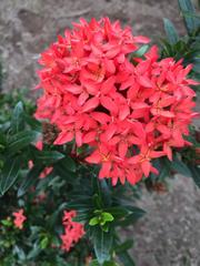 Ixora