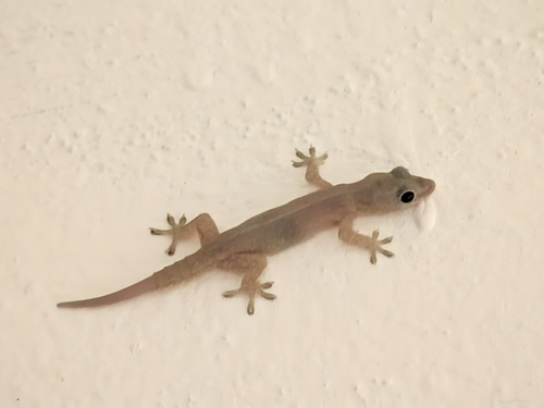 Hemidactylus frenatus observed 2026-10-30