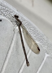 Argia sedula