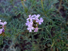Junellia hookeriana