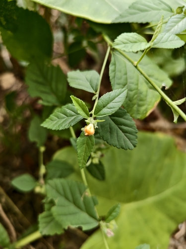 Sida rhombifolia observed 2026-10-31