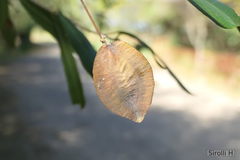 Terminalia australis