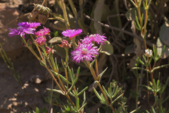 Lampranthus stenopetalus