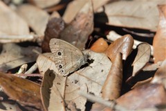Hermeuptychia sosybius
