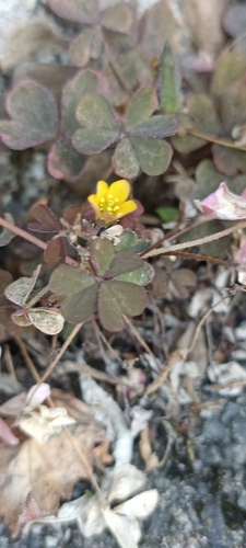 Oxalis corniculata observed 2026-10-31
