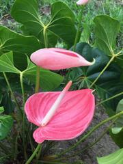 Anthurium hybridum