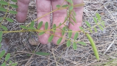 Tephrosia spicata