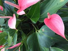 Anthurium hybridum